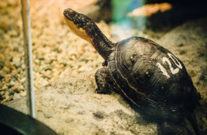 blanding turtle Shara Miller